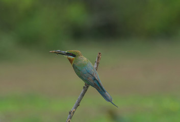 beautiful bird Blue tailed Bee eater