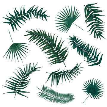 Vector tropical palm leaves, jungle leaves set isolated on white background.