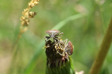 Punaise des baies (Dolycoris baccarum)
