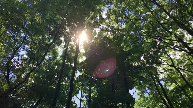 Im Wald, die Bl&auml;tter der Eschen rauschen, die Sonne scheint durch die Baumwipfel