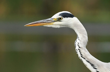 Grey heron (Ardea cinerea)