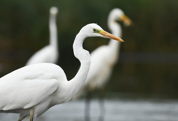 Great white egret (Egretta alba)