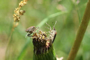 Punaise des baies (Dolycoris baccarum)