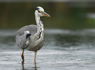 Grey heron (Ardea cinerea)