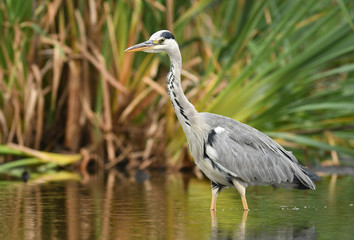 Grey heron (Ardea cinerea)