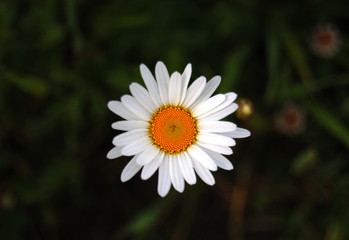 Obraz premium camomile flower