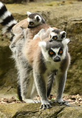 Obraz premium Ring-tailed lemur (Lemur catta)