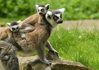 Ring-tailed lemur (Lemur catta)