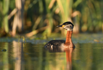Red-necked grebe (Podiceps grisegena)