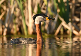 Red-necked grebe (Podiceps grisegena)