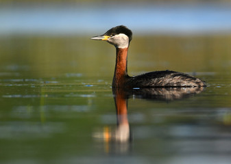 Red-necked grebe (Podiceps grisegena)