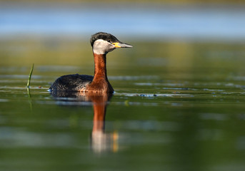 Red-necked grebe (Podiceps grisegena)