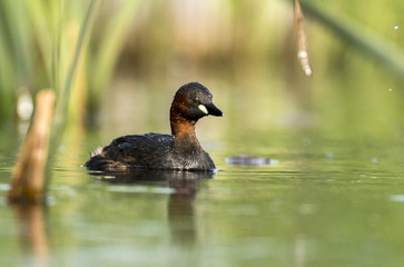 Little grebe (Tachybaptus ruficollis)