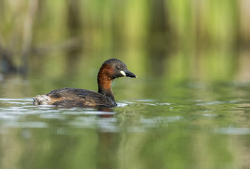 Little grebe (Tachybaptus ruficollis)
