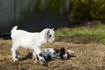 white goat kid standing and goat kid lying on straw