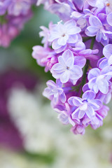 Blue lilac flowers close up, shallow focus