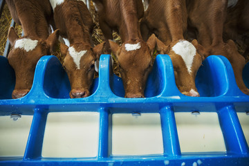 High angle view of five brown and white calves drinking from a milk feeder.