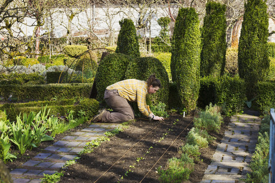 Woman planting seedlings in a bed of soil in the kitchen garden of a hotel. 