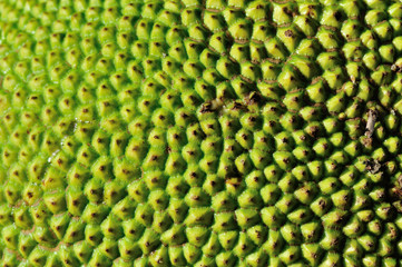 jackfruit background