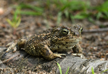 Natterjack toad (Bufo calamita)
