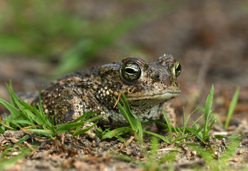 Natterjack toad (Bufo calamita)