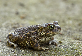 Natterjack toad (Bufo calamita)