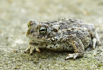Natterjack toad (Bufo calamita)