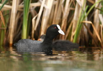 Eurasian coot (Fulica atra)