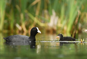 Eurasian coot (Fulica atra)