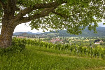 Staufen_mit_Burg_6382