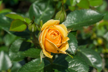 Yellow rose with green leaves at sunshine