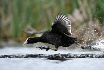 Eurasian coot (Fulica atra)