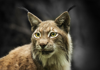 Lynx