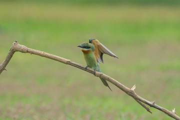 beautiful bird Blue tailed Bee eater