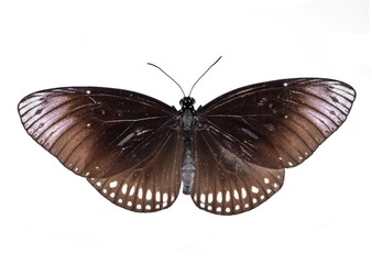 butterfly isolated on white background