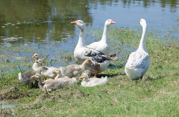A flock of geese having a rest by the pond