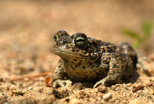 Natterjack toad (Bufo calamita)