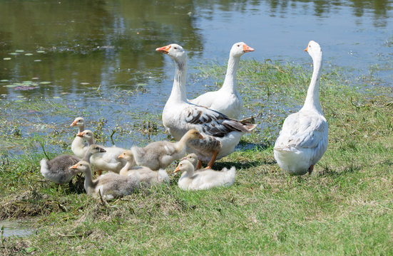 A flock of geese having a rest by the pond