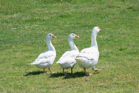 A flock of domestic geese walking in the meadow