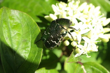 Cétoine dorée (Cetonia aurata)