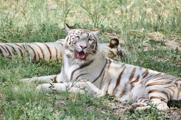 white tiger