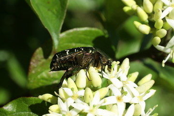 Cétoine dorée (Cetonia aurata)