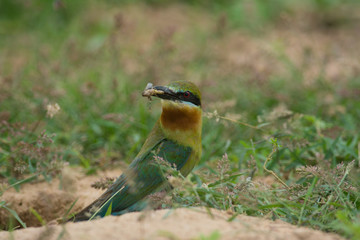 Blue-tailed Bee-eater bird on sand ground