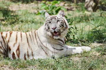 white tiger