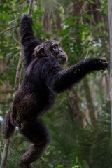 (Pan troglodytes) is an African ape.