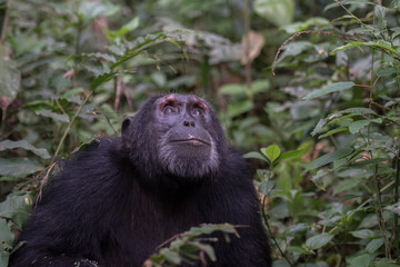 (Pan troglodytes) is an African ape.