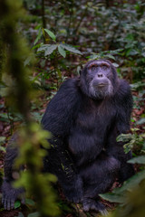 Obraz na płótnie Canvas (Pan troglodytes) is an African ape.