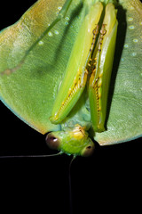 choeradodis rhombicollis or hooded mantis
