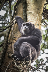 (Pan troglodytes) is an African ape.