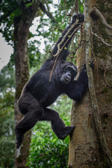 (Pan troglodytes) is an African ape.